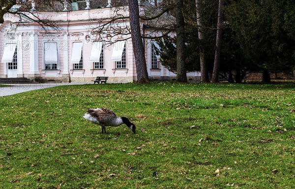 Canada goose