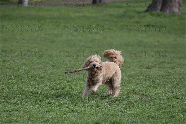 Mini Goldendoodle bites into stick