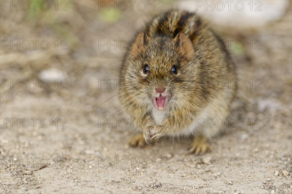 Four-striped grass mouse