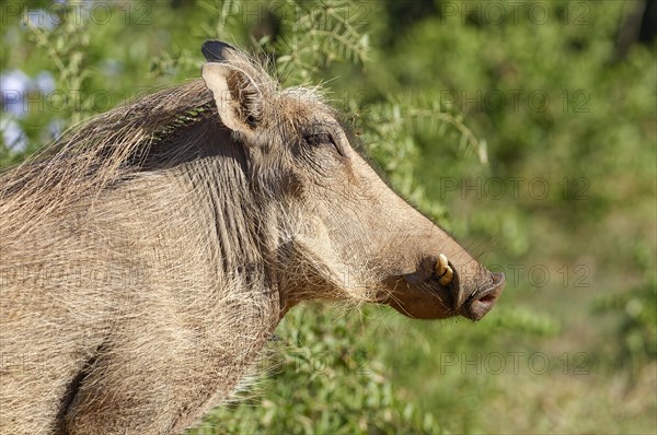 Common warthog