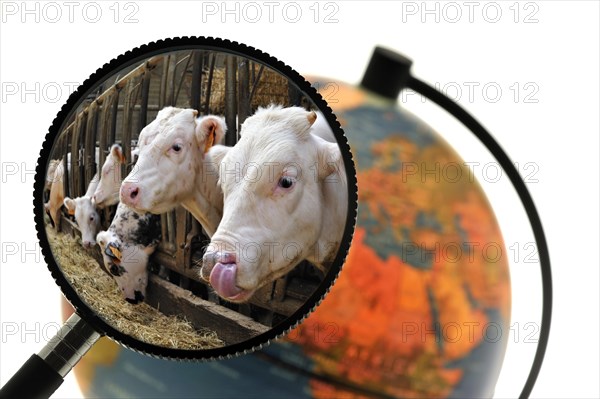 Cows in cattle breeder's cowshed seen through magnifying glass held against illuminated terrestrial globe