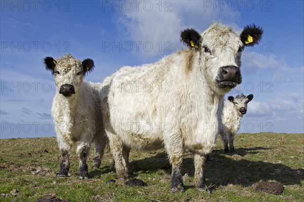 White Galloway herd in field