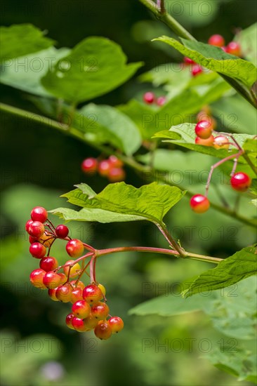 Guelder rose