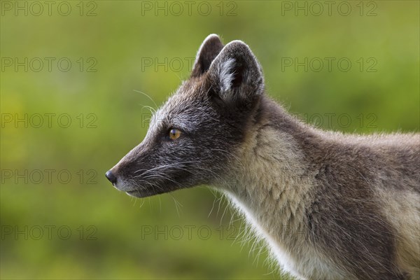 Arctic fox