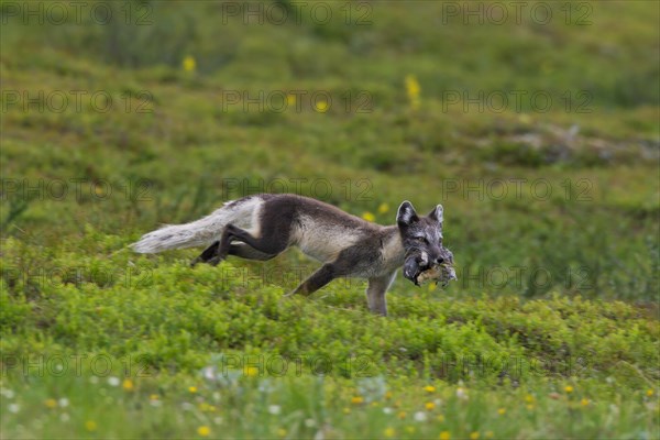 Arctic fox