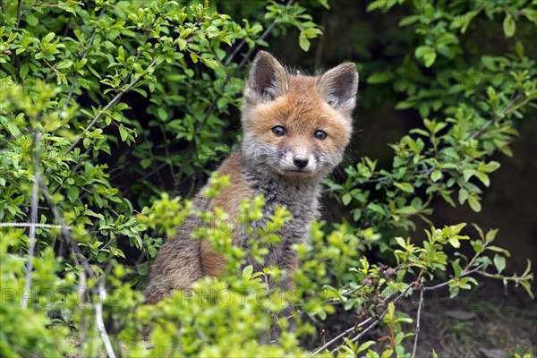 Cute young red fox