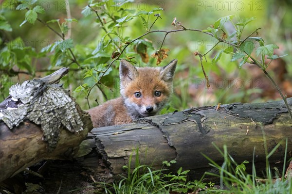 Young red fox