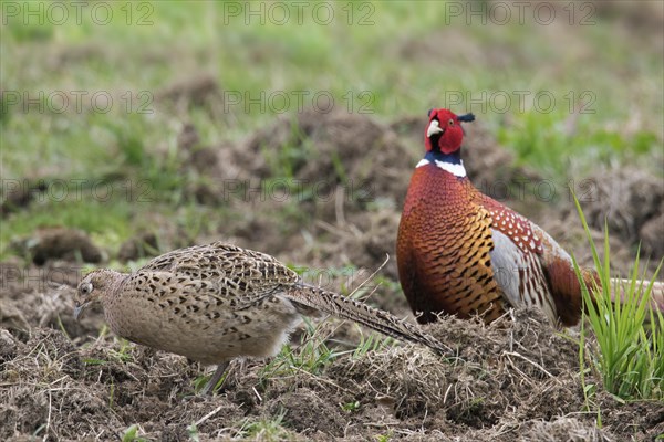 Common pheasant