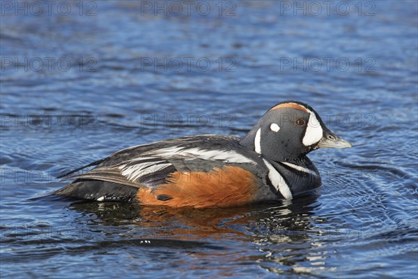 Harlequin duck