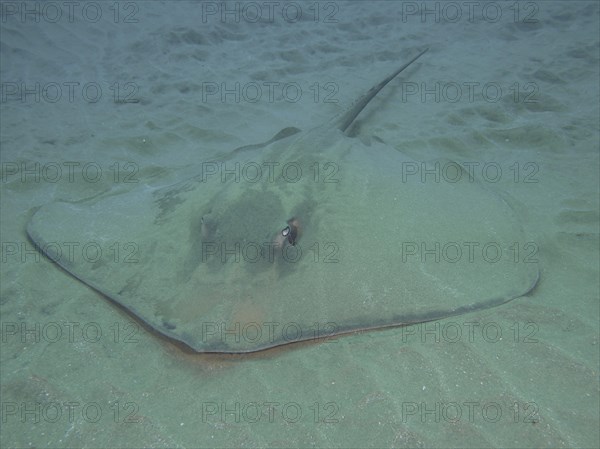 Dragon stingray