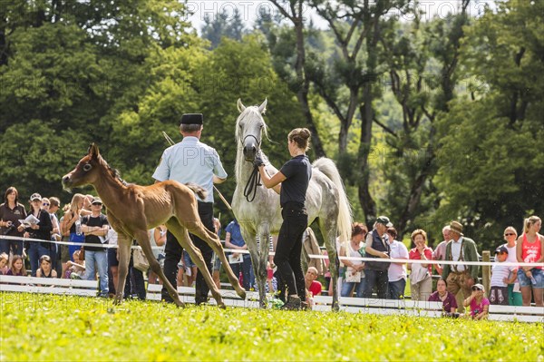 Main and County Stud Marbach in Swabian Alb