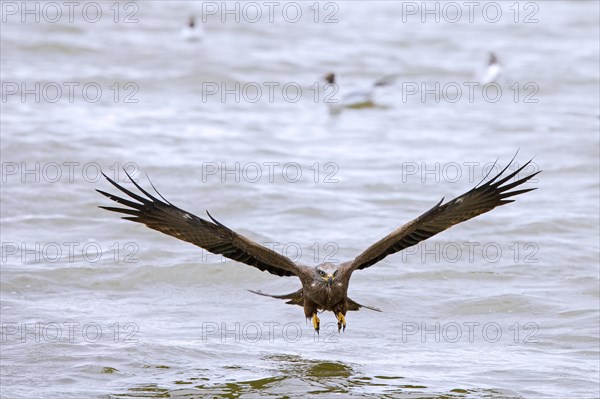 Black kite