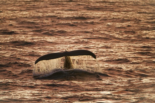 Humpback whale