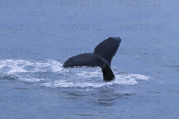 Humpback whale