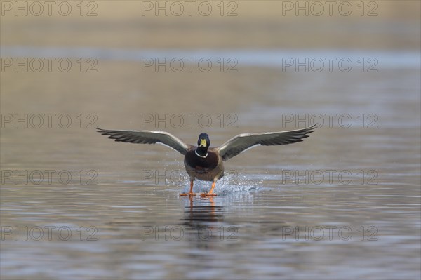 Mallard