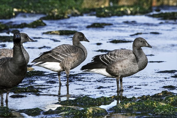 Brant goose