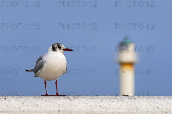 Black-headed gull