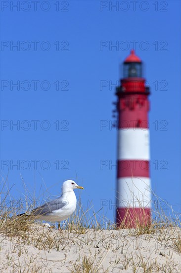 Common gull