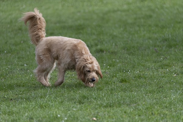 Mini Goldendoodle sniffs in a meadow