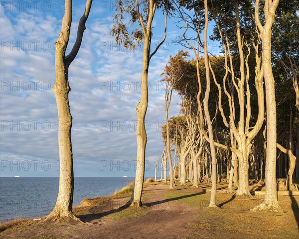 The Ghost Forest of Nienhagen on the Baltic Sea coast