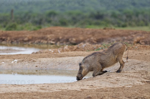 Common warthog