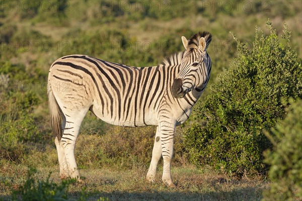 Burchell's zebra