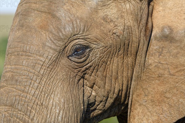 African bush elephant