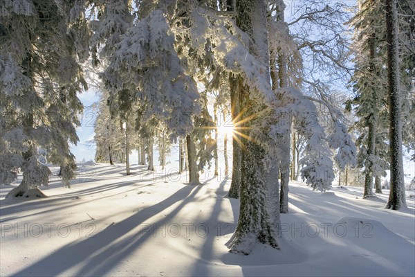 Snow-covered fir forest on the Bachtel in the Zurich Oberland