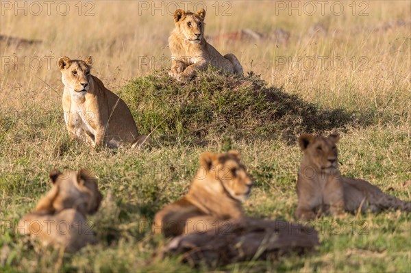 A group of lions