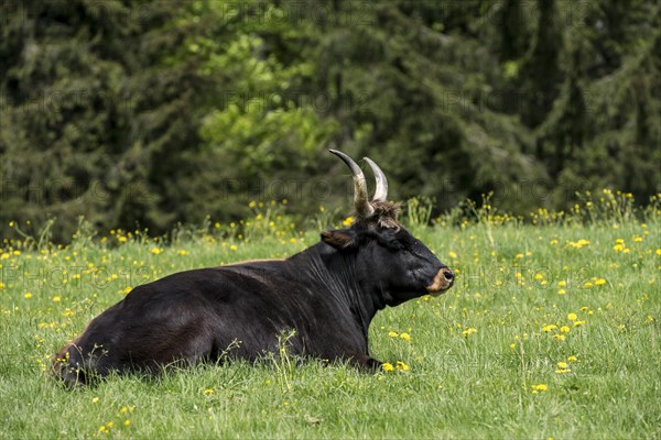 Heck cattle