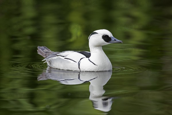 Smew