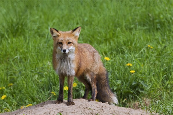 Red fox