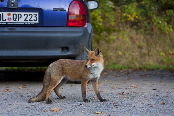 Tame Red fox