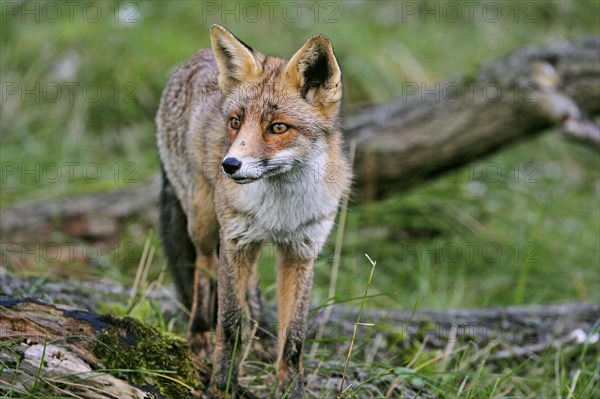 Red fox