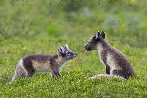 Arctic fox