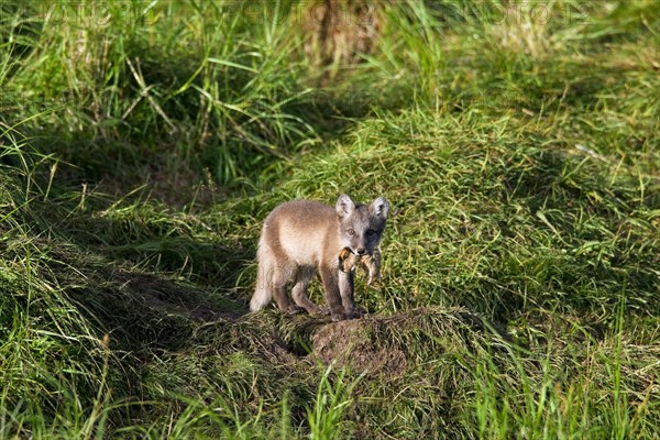 Arctic fox