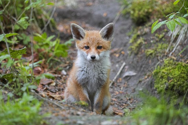 Young red fox