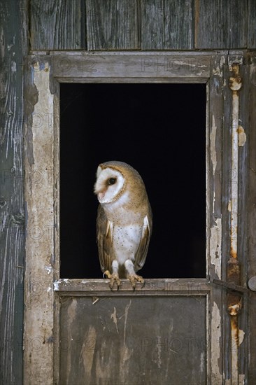 Common barn owl