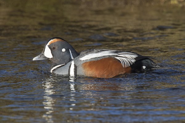 Harlequin duck