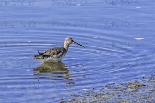 Spotted redshank