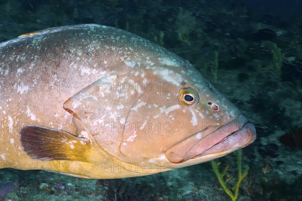 Dusky grouper