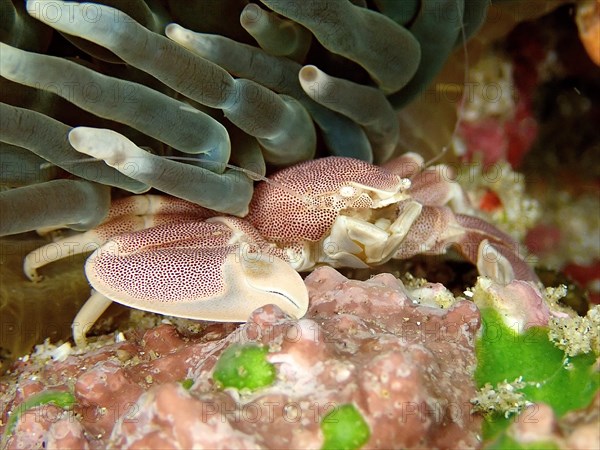 Spotted Porcelain Crab