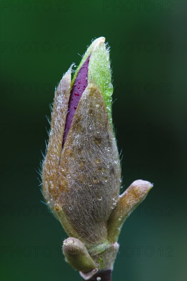 Flower bud of a magnolias