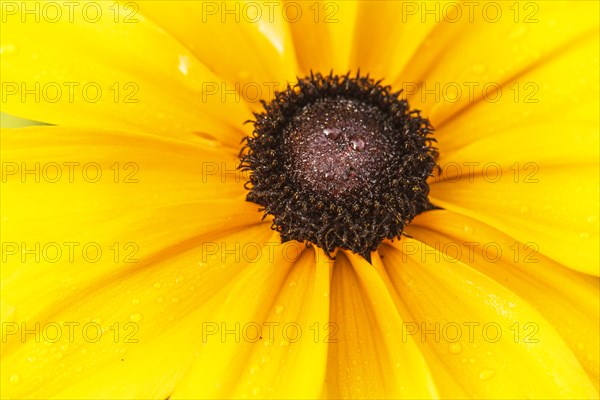 Orange coneflower