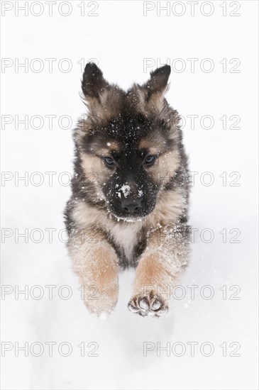 German shepherd puppy