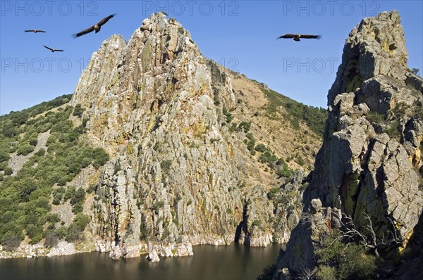 Griffon vultures