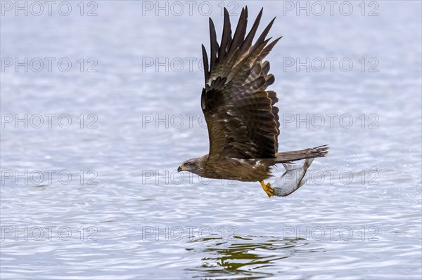 Black kite