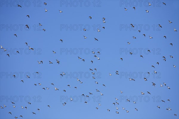 European golden plovers