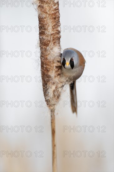 Bearded Reedling