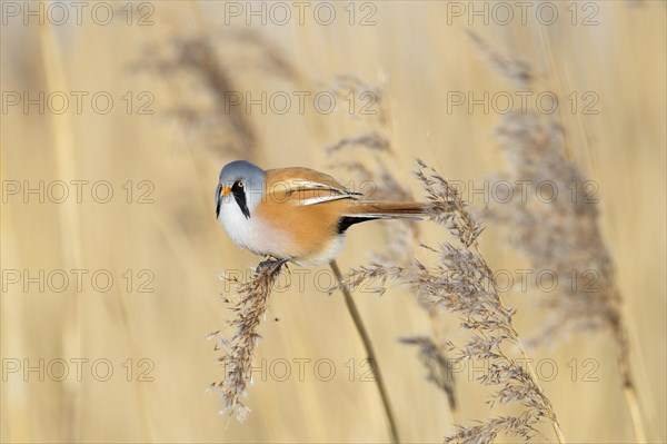 Bearded reedling